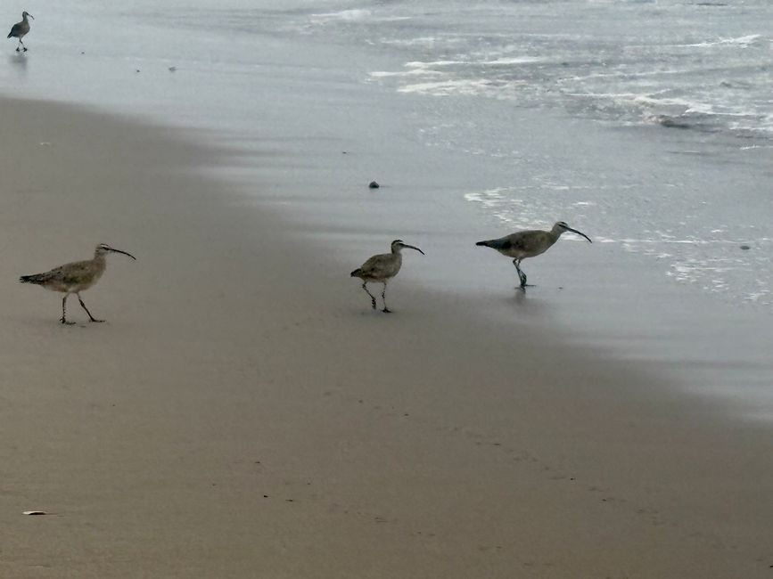 En la playa - el agua está demasiado fría para nadar