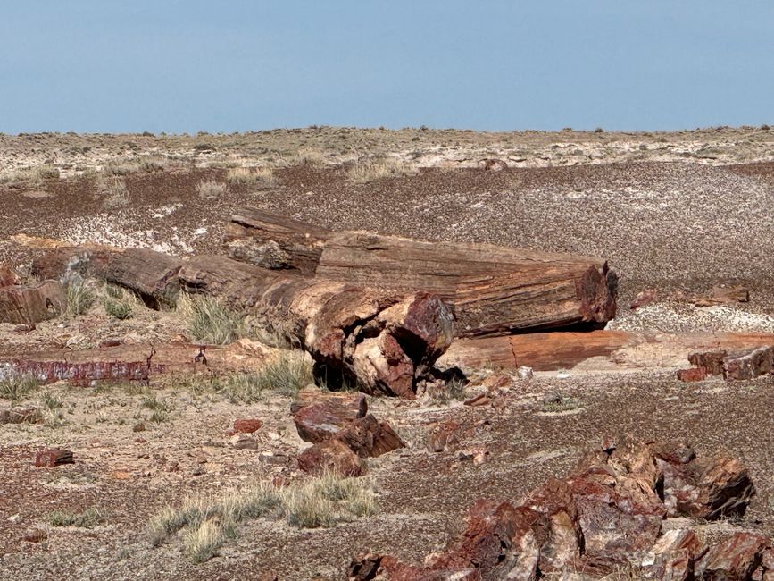Forêt Fossile