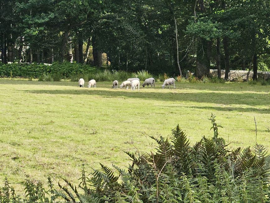 Schafsweide bei unserem Cottage