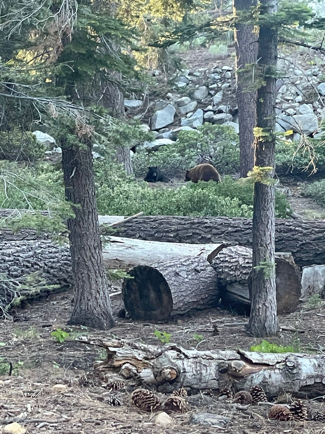 The bears 🐻