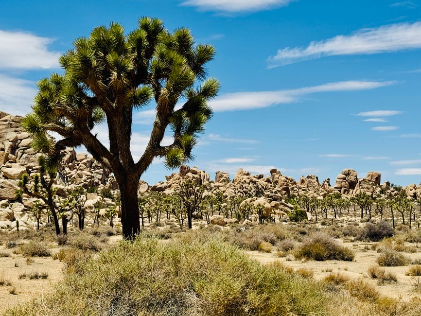 Joshua Tree National Park – Arch Rock & Skull Rock