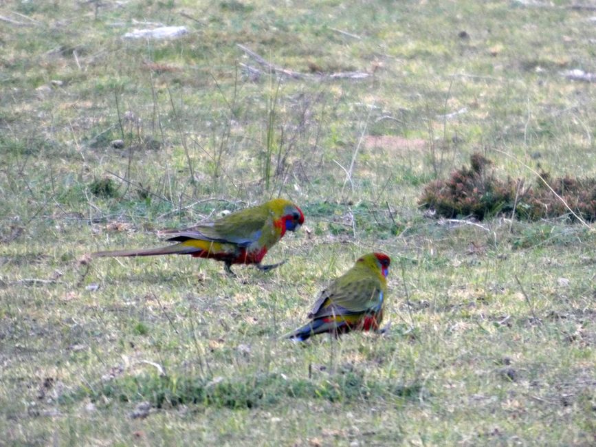 Melbourne - Wilsons-Promontory-Nationalpark