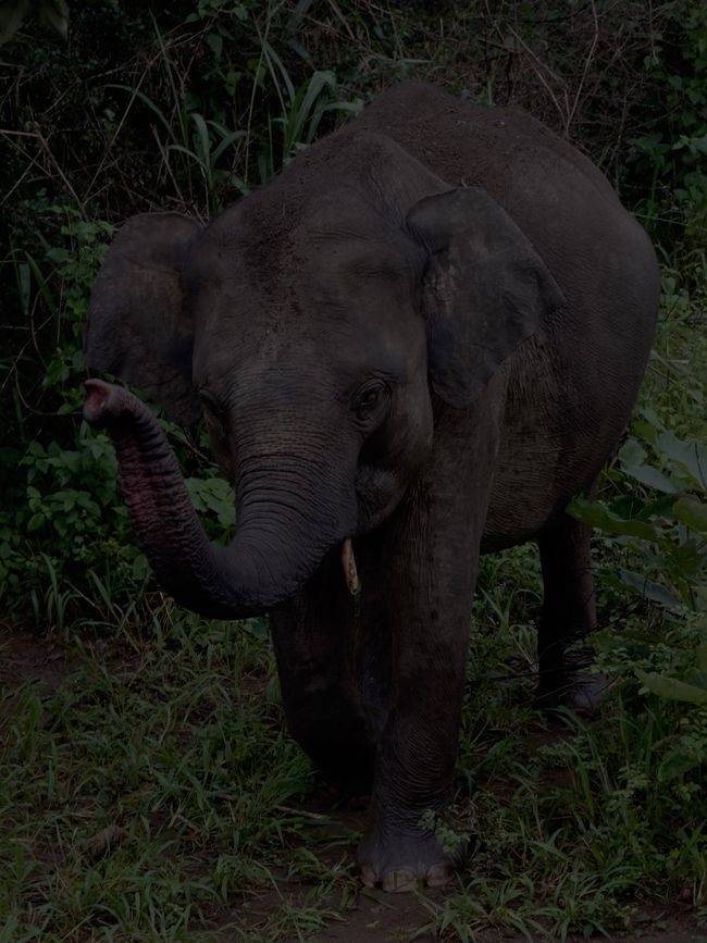 Voici Dumbo
