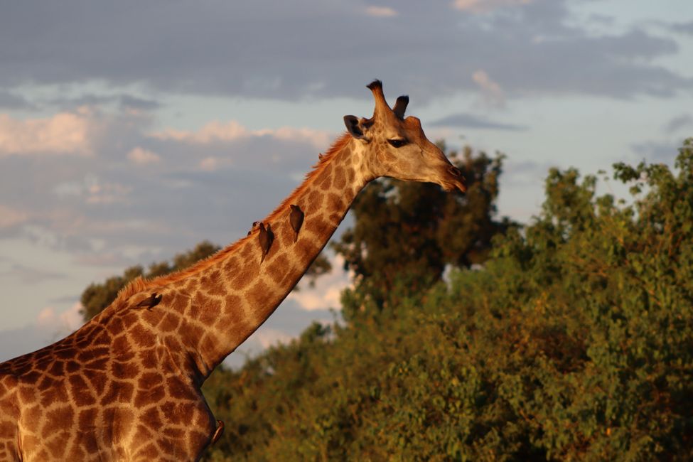 Botswana - das Land der Elefanten