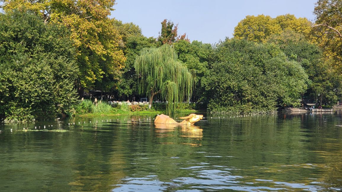 Búfalo dorado en el Lago Oeste