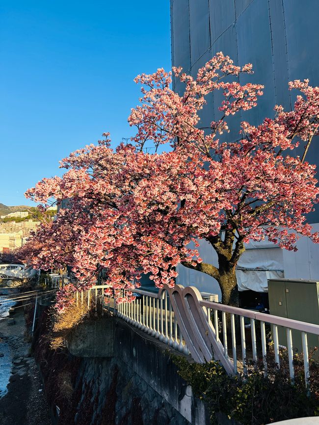 Kirschblüten in Japan - Tag 12-13 