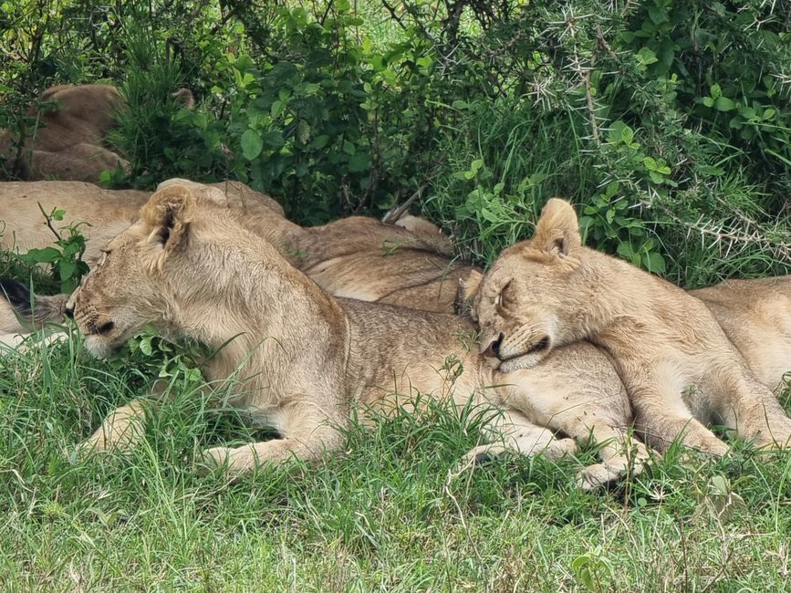 Tansania - Tag 5: Serengeti Nationalpark