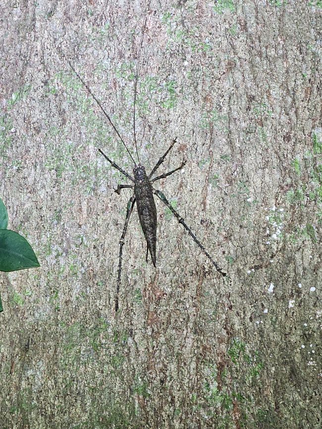 Tag 28, 22 mai, Daintree, la plus ancienne forêt tropicale du monde