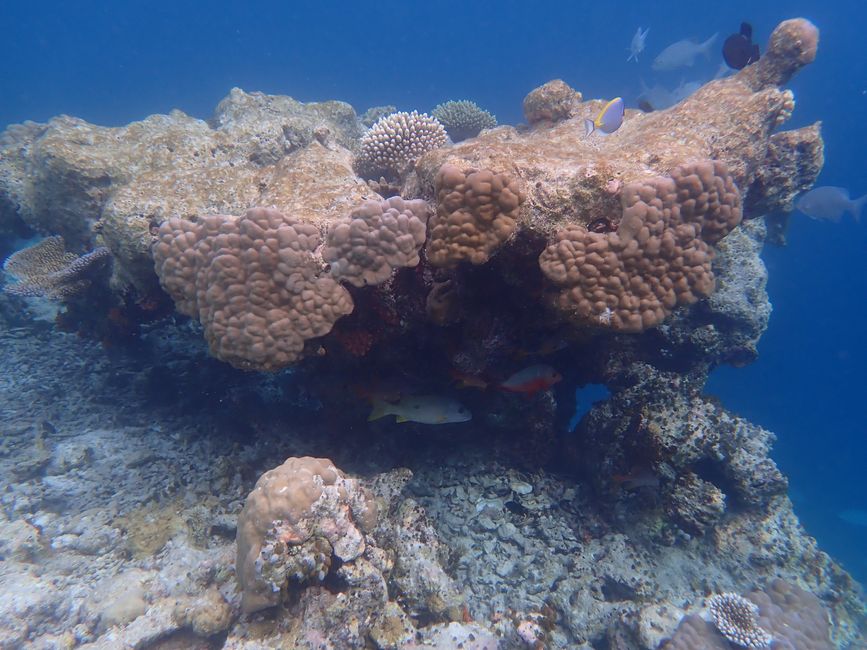 Coral block / Corals