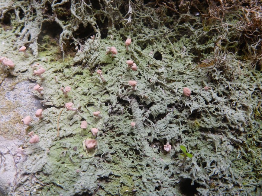 Mini champignons 