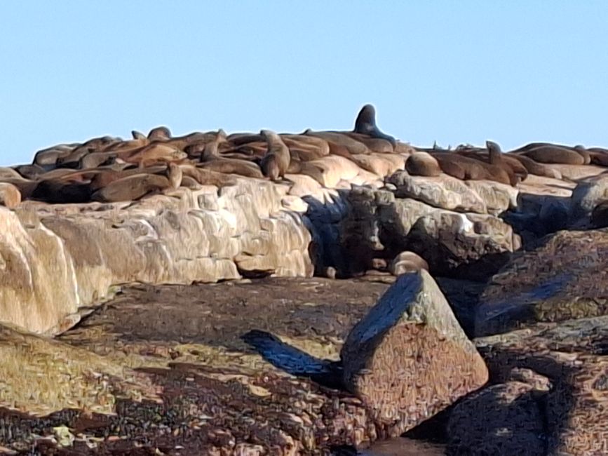 Cabo de Buena Esperanza + Playa de Boulders