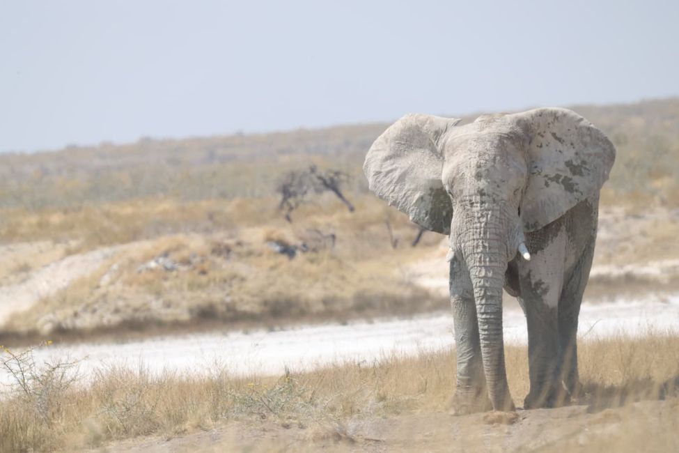 Etosha Part. II