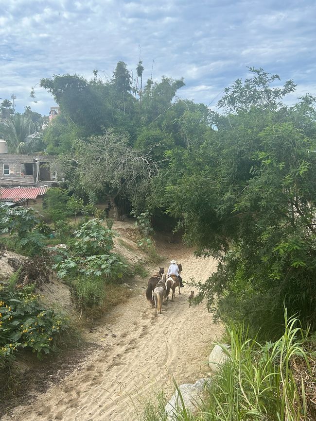 Sayulita und Puerto Vallarta… Vorweihnachtszeit