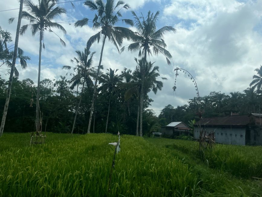 Across Bali