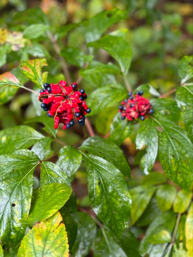 Berries