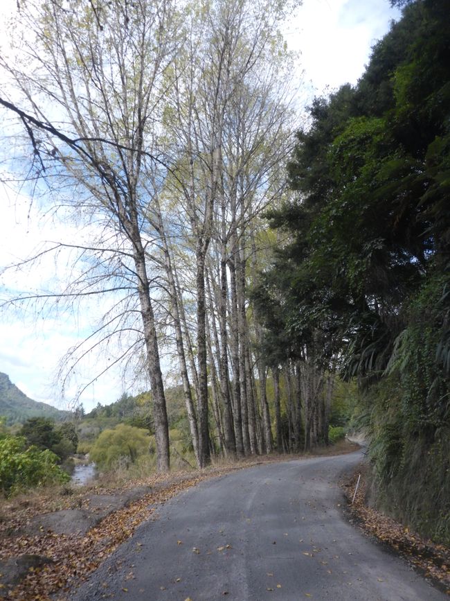 2025-03-29 Tongariro, Timber Trail und ...