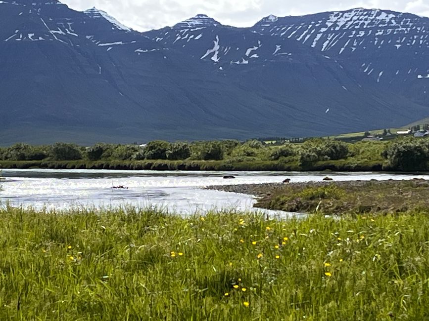 Dalvik