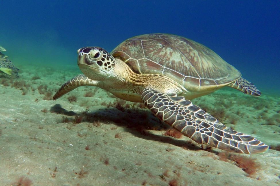 Hurghada Schildkröten Ausflug nach Abu Dabbab mit Peter Tours