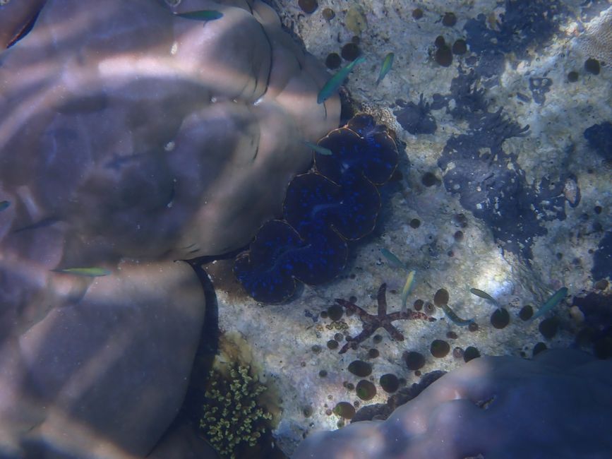 Riesenmuschel / Giant clam
