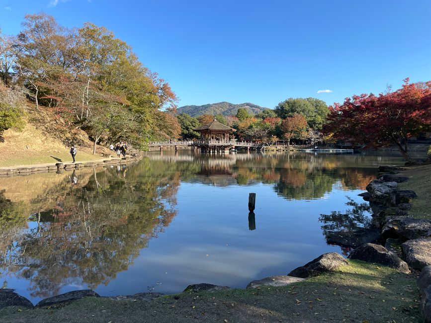 15. Capitolo: Visita al grande Buddha e sabato pomeriggio nel parco con proposta dal vivo
