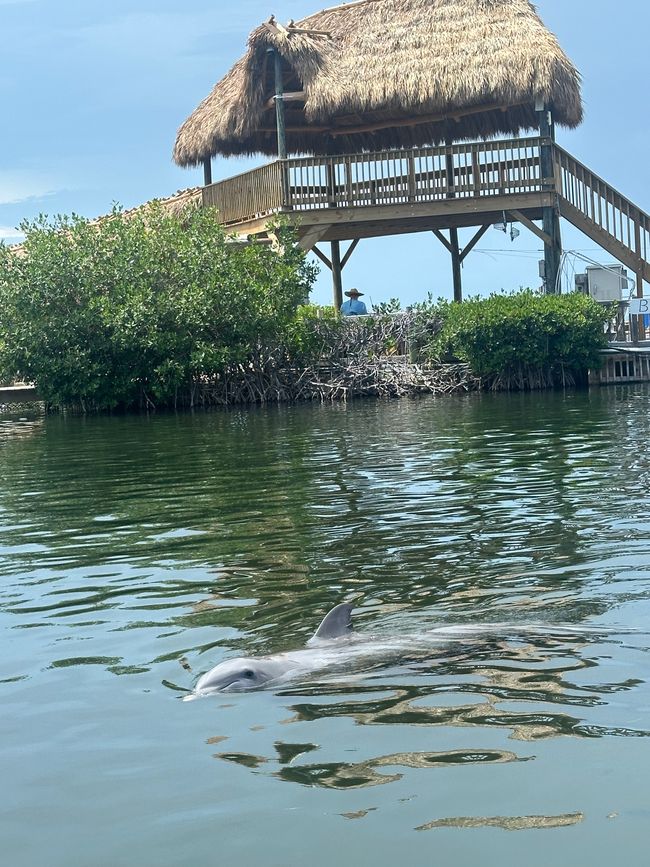 Dolphin Research Center