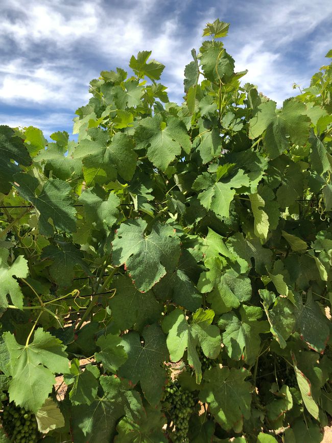 Rust En Vrede Wine Estate