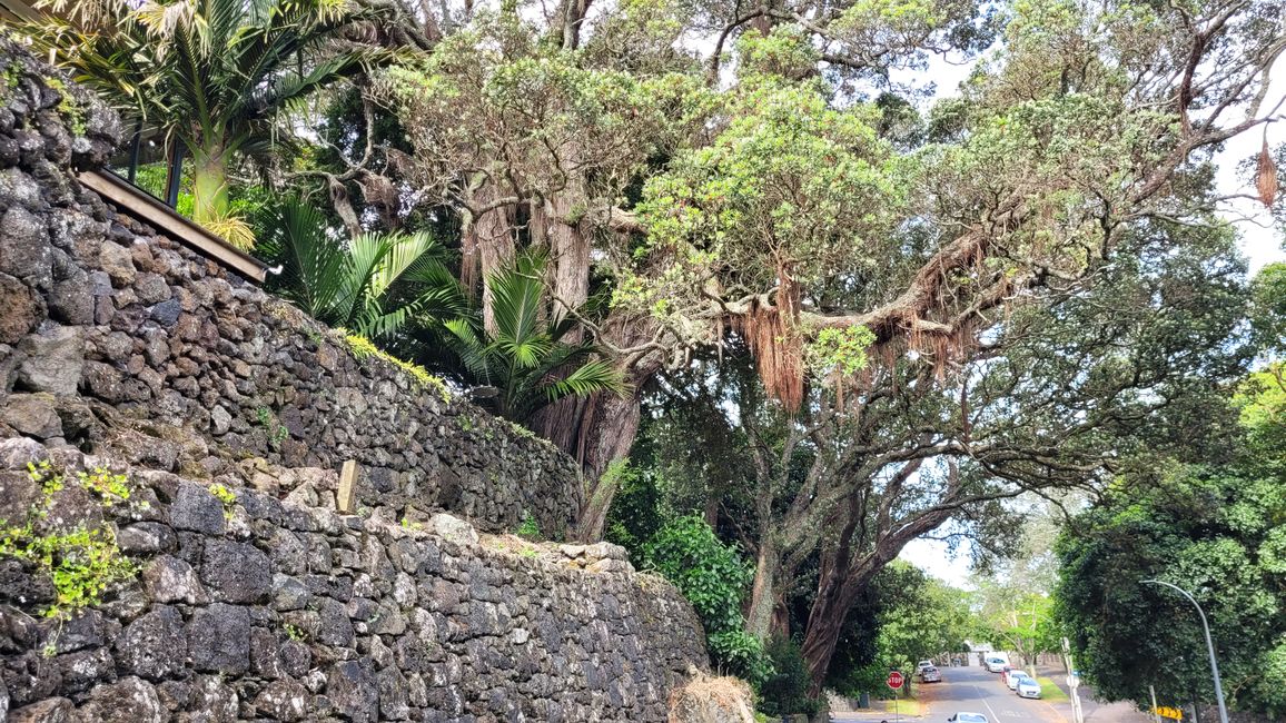 Thank the Maoris - We can visit Auckland