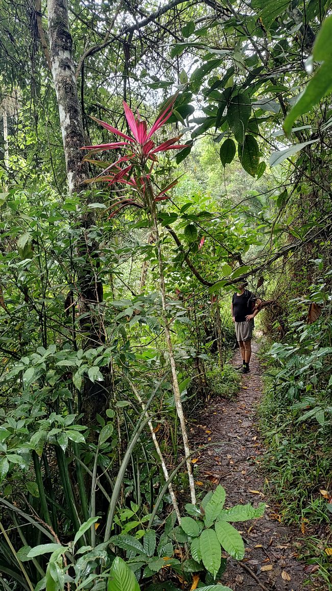 Brasil, Fortaleza Sendero del Bosque Tropical