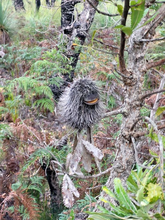 Folletto nel bosco