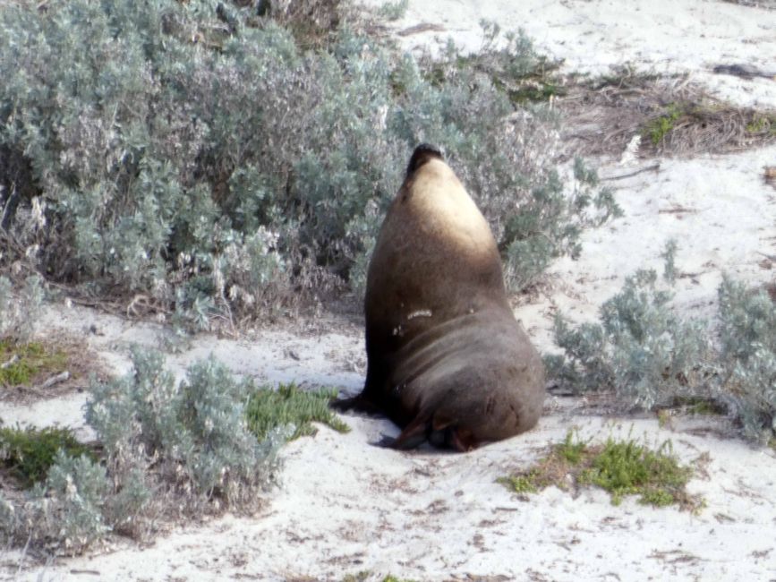 Kangaroo Island