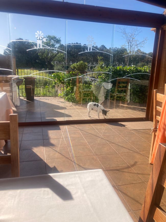 Airport BER- Drogendealerin enttarnt