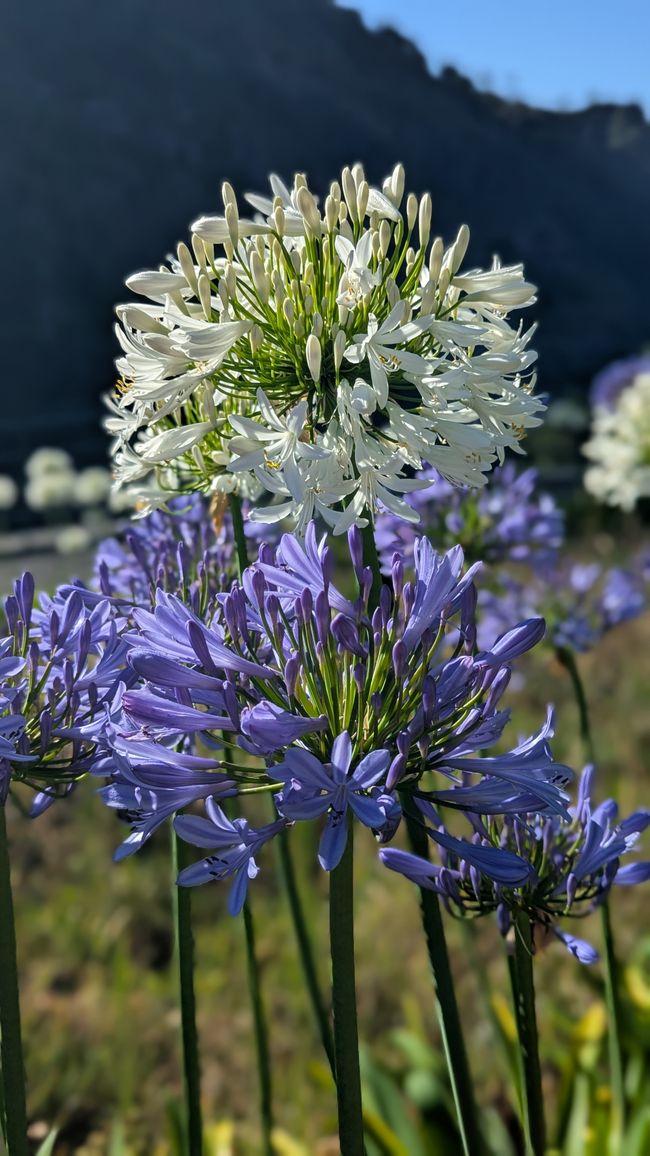 Tag 12: Dem Himmel so nah -  Pico do Areeio