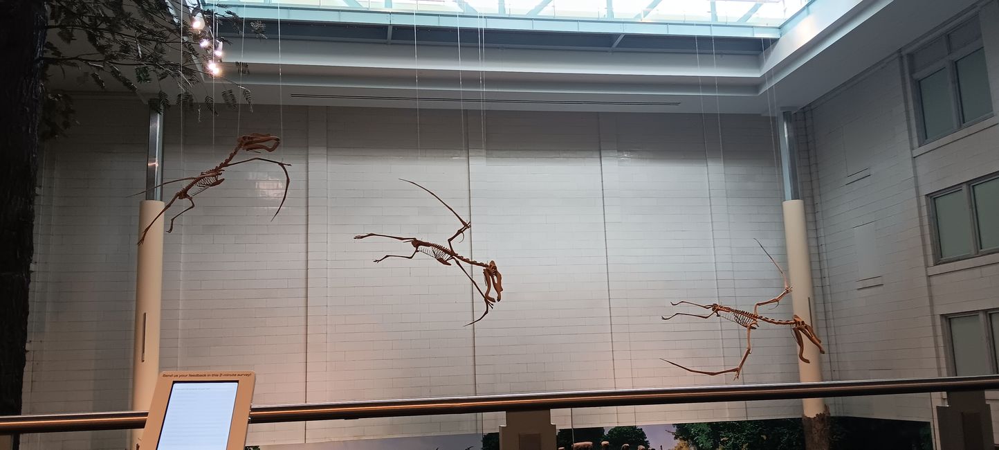Museum of natural history I