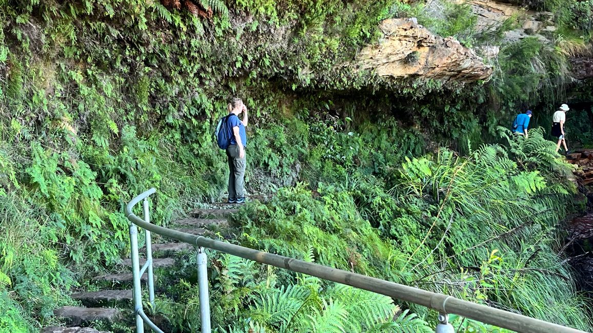 Blue Mountains