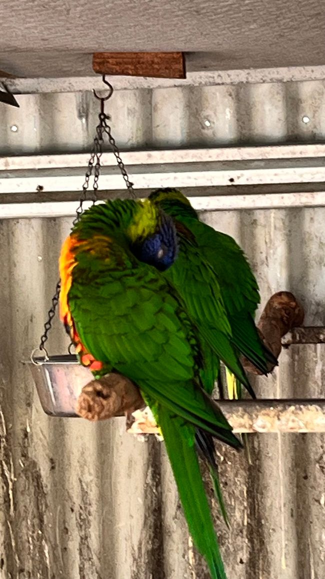 Parc des oiseaux et des animaux d'Esperance
