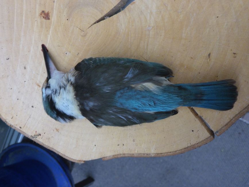 Mort :((