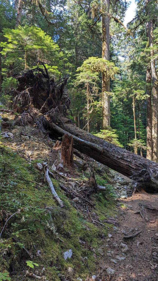 Upper Myra Falls Trail