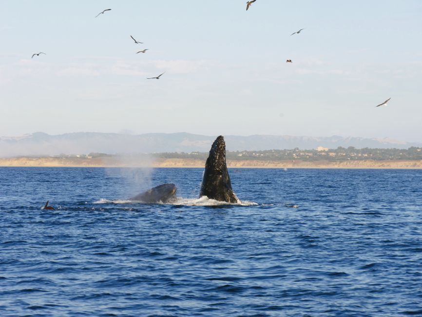 whale watching