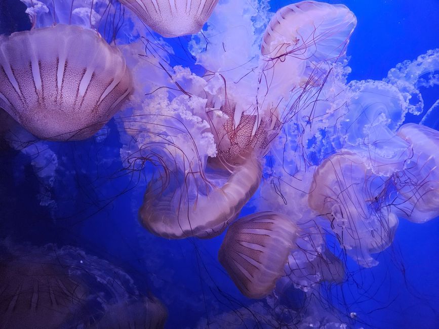 Oceanogràfic Valencia