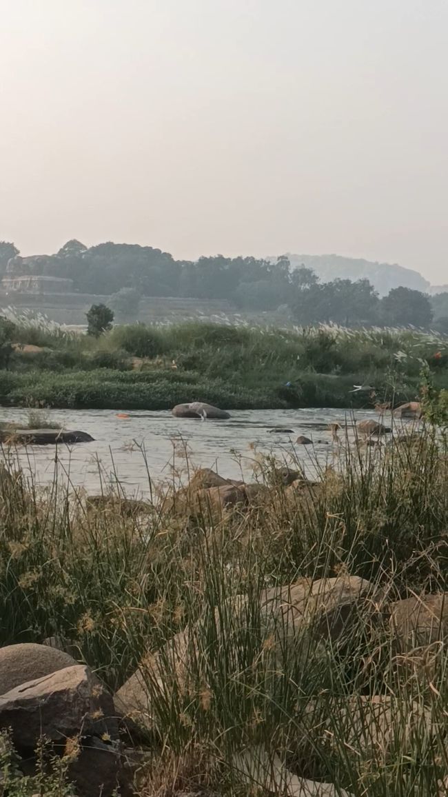 Am Fluss fischen die Vögel