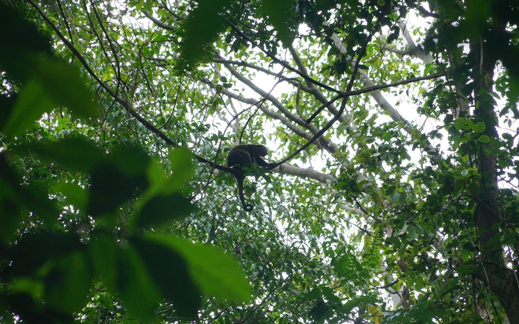 Tangkoko National Park