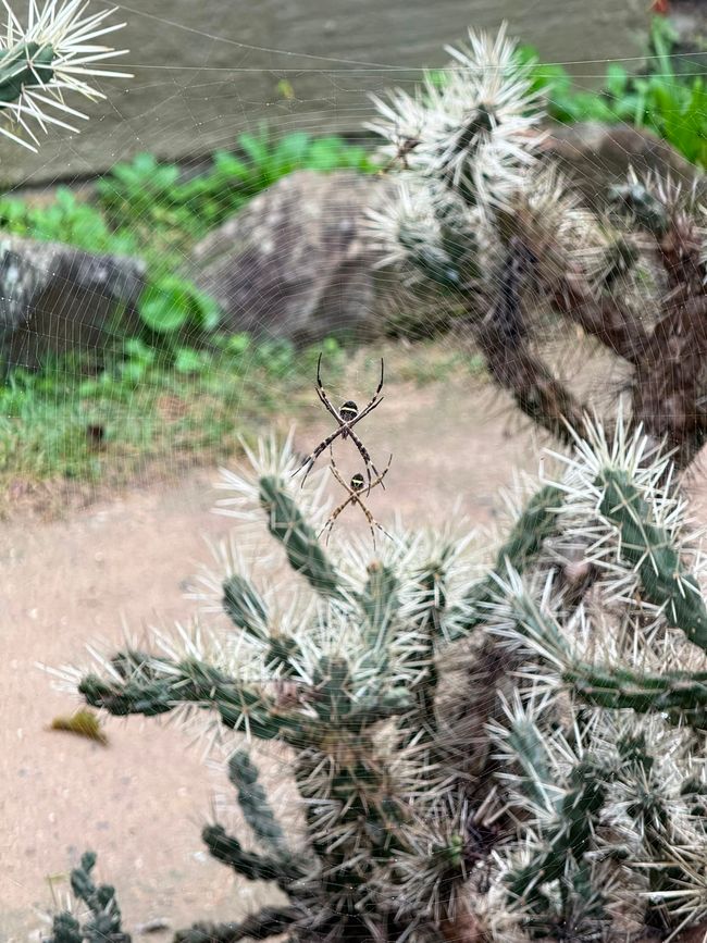 A large spider web stretches between spiky cactus branches, with two spiders sitting at the center. The scene feels close-up and a little eerie, set against a blurred desert-like background.