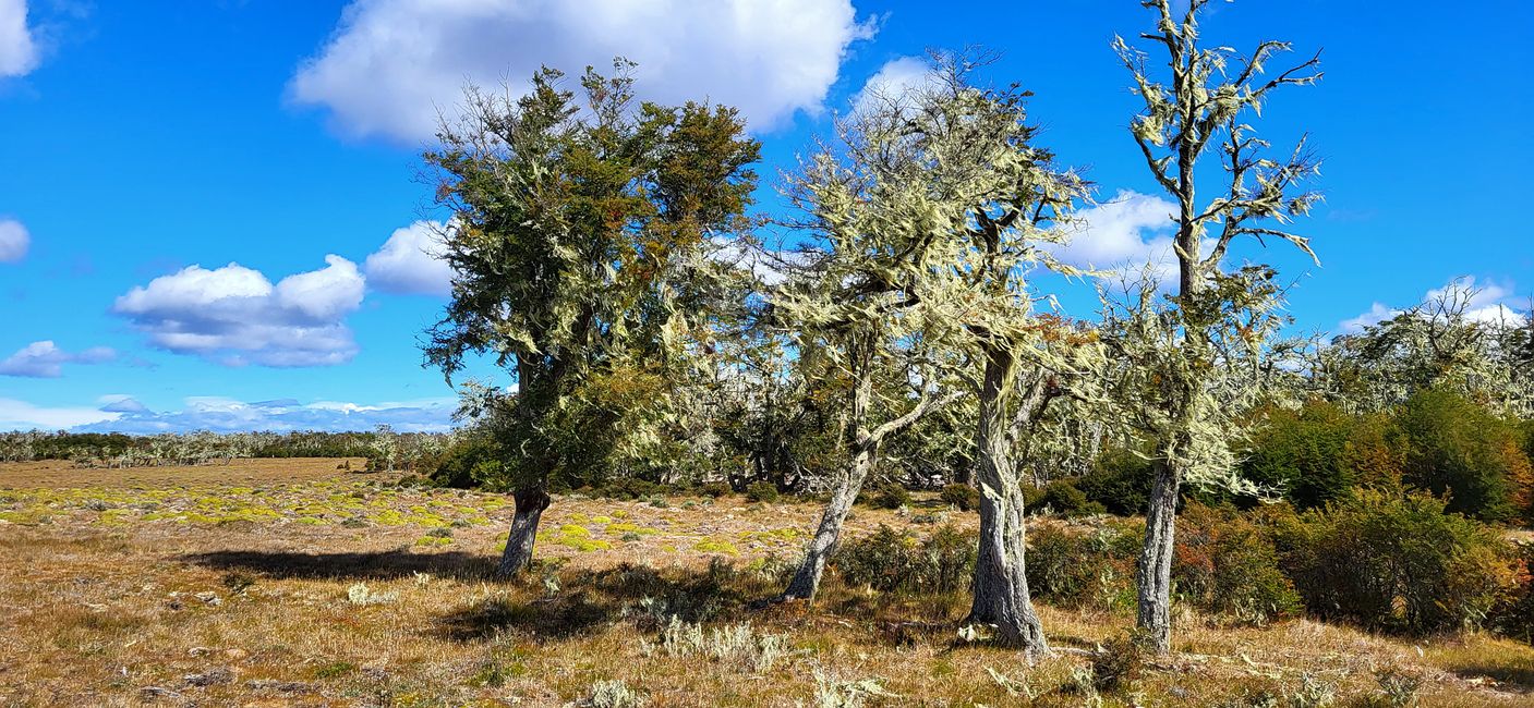 Alberi Lenga 