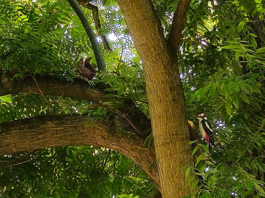 Ludwigsburg ● Blühender Barock Garten