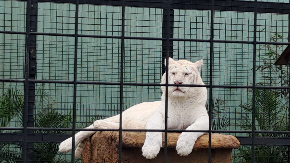 Tag 13: Everglades mit dem Airboat und dem Sunflower Boat