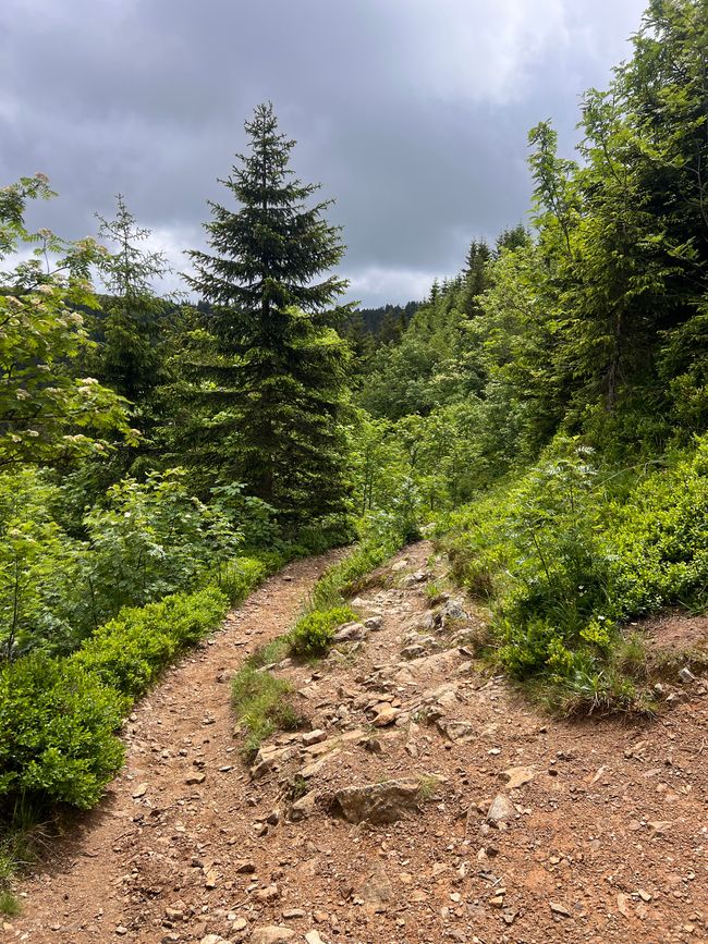 26 Feldbergsteig Escursione Pro Wolermoos