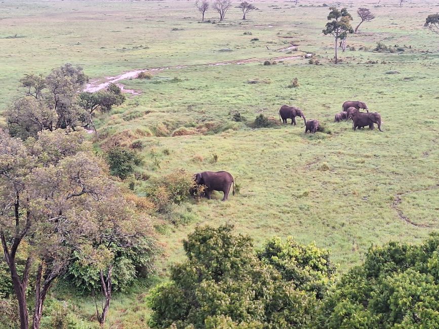 Masai Mara 3. Tag