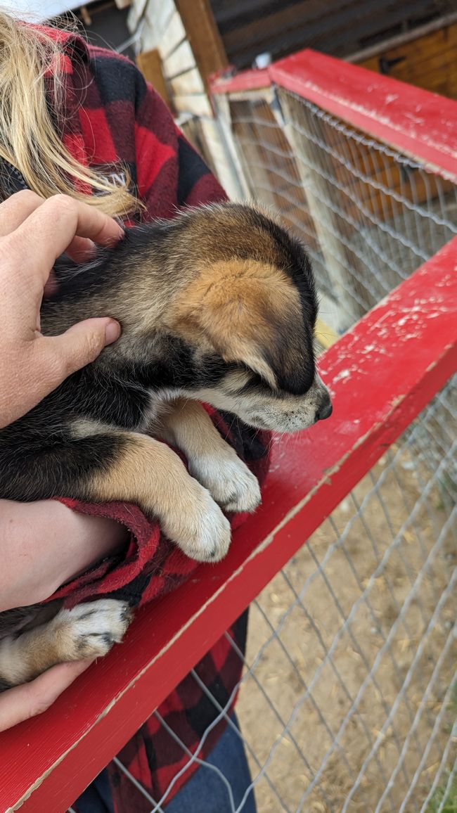 Etiqueta 21: Alrededor de Whitehorse: Cachorros de husky, Lago Esmeralda y el desierto más pequeño del mundo