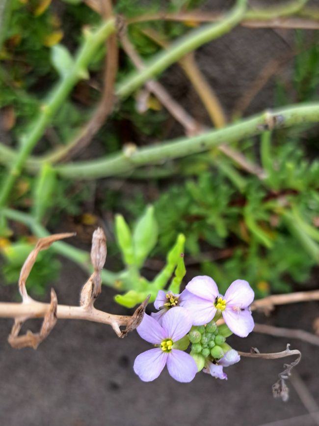 European Sea Mustard