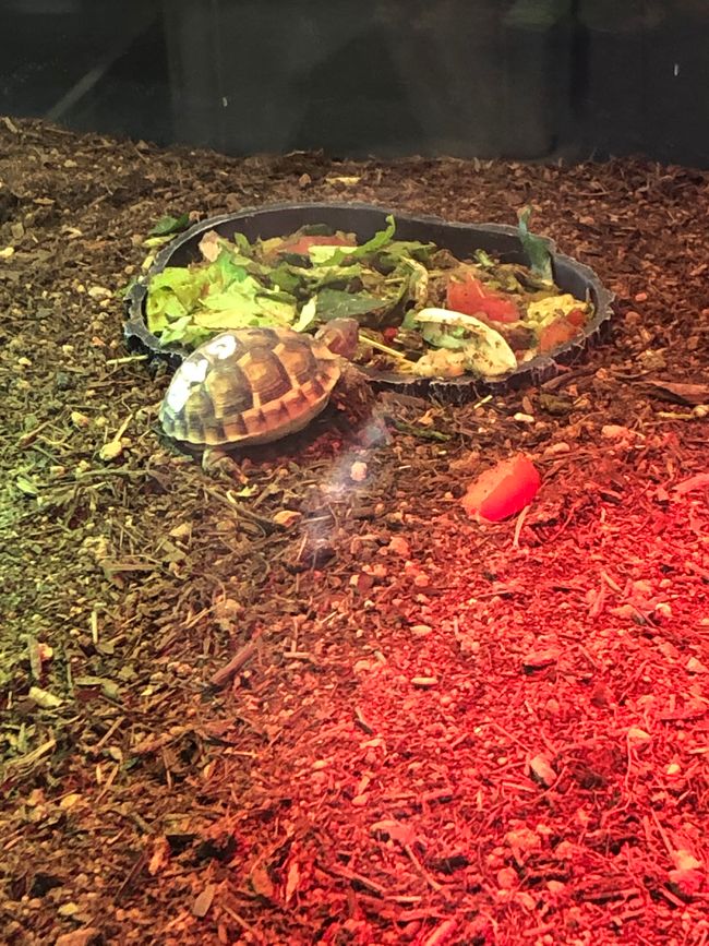 Schildkrötenbabys an der Futterstelle